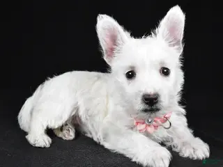 West Highland Terrier dogs Macey - Ad 2