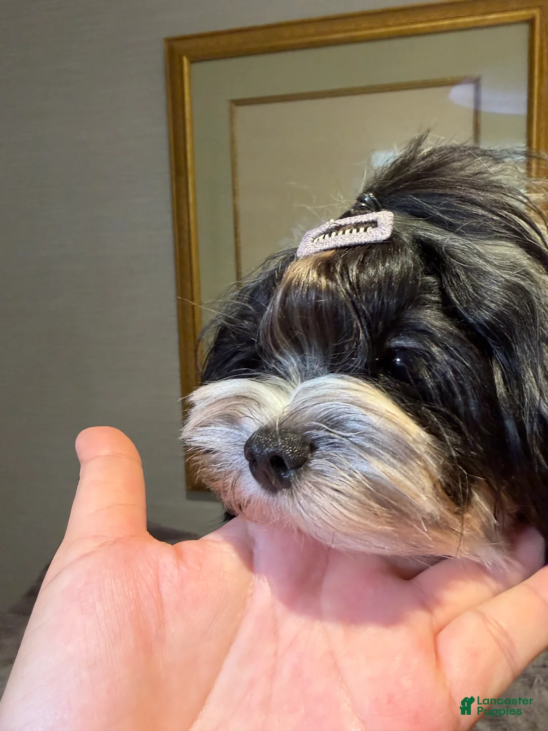 Morkie dogs for sale: Arlo - Ad 8