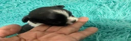 Chihuahua dogs for sale: Tiny Tcup Apple Head Inky  - Ad 5