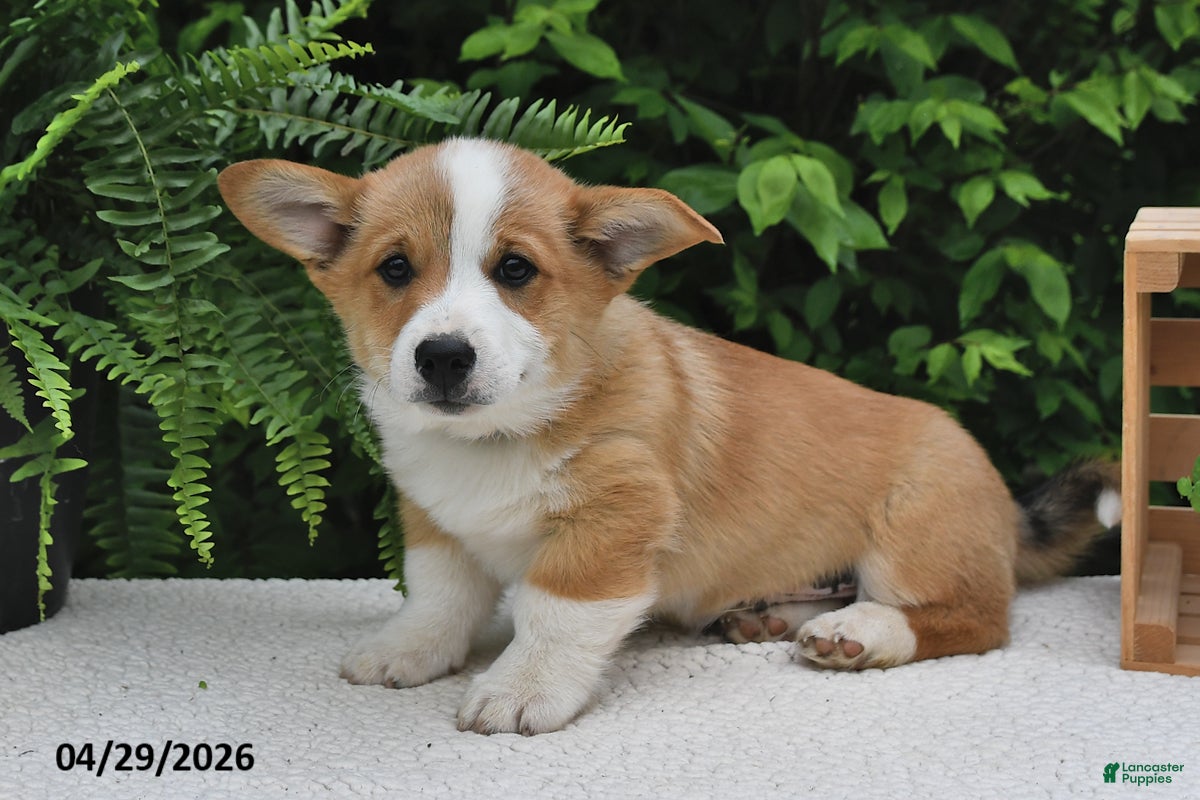 Welsh Corgi Pembroke dogs for sale: Hans - Ad 4