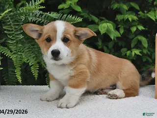 Welsh Corgi Pembroke dogs for sale: Hans - Ad 4