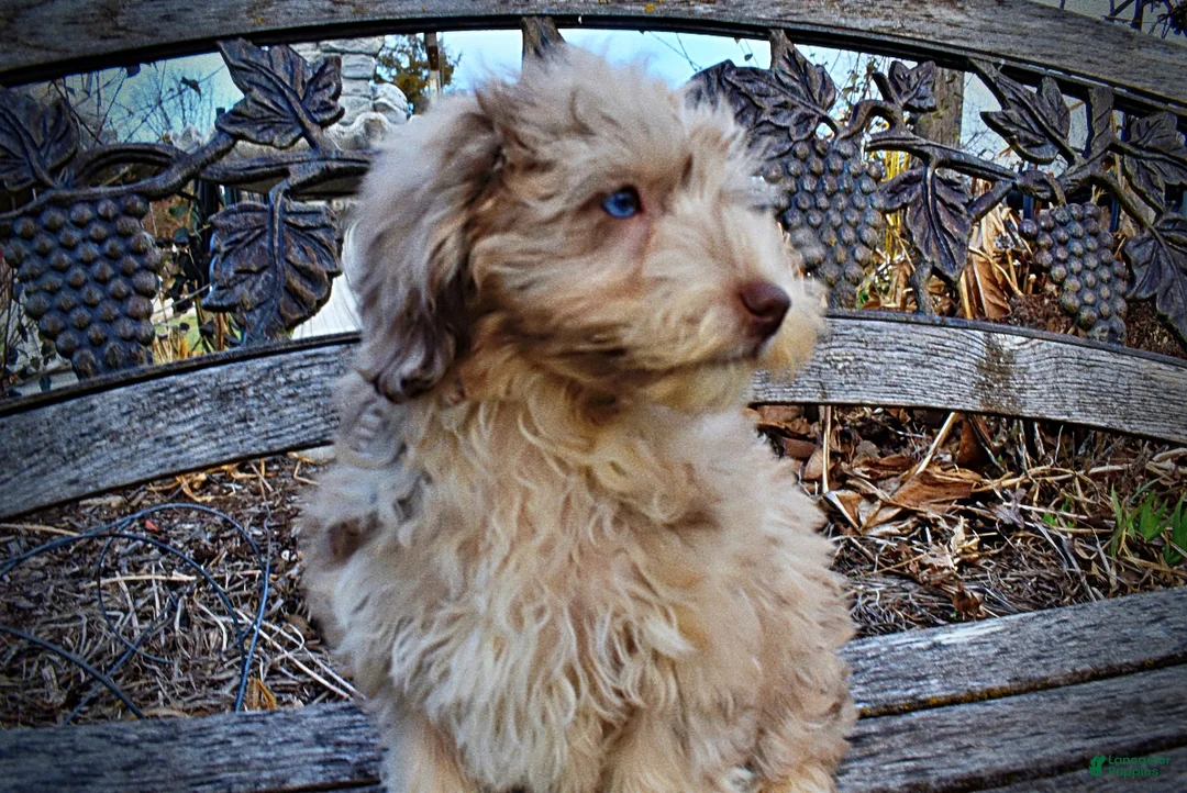 Havapoo dogs for sale: Webster - Ad 26