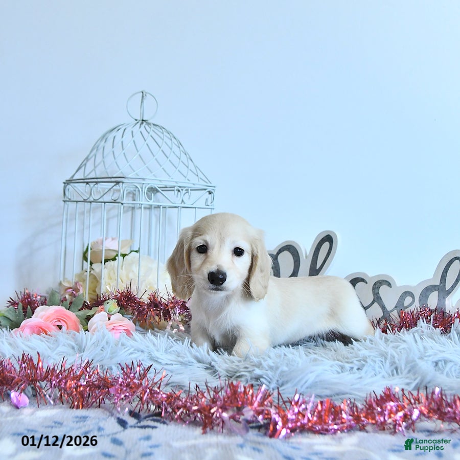 Miniature Dachshund dogs Charlotte - Ad 28