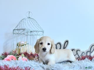 Miniature Dachshund dogs Charlotte - Ad 37