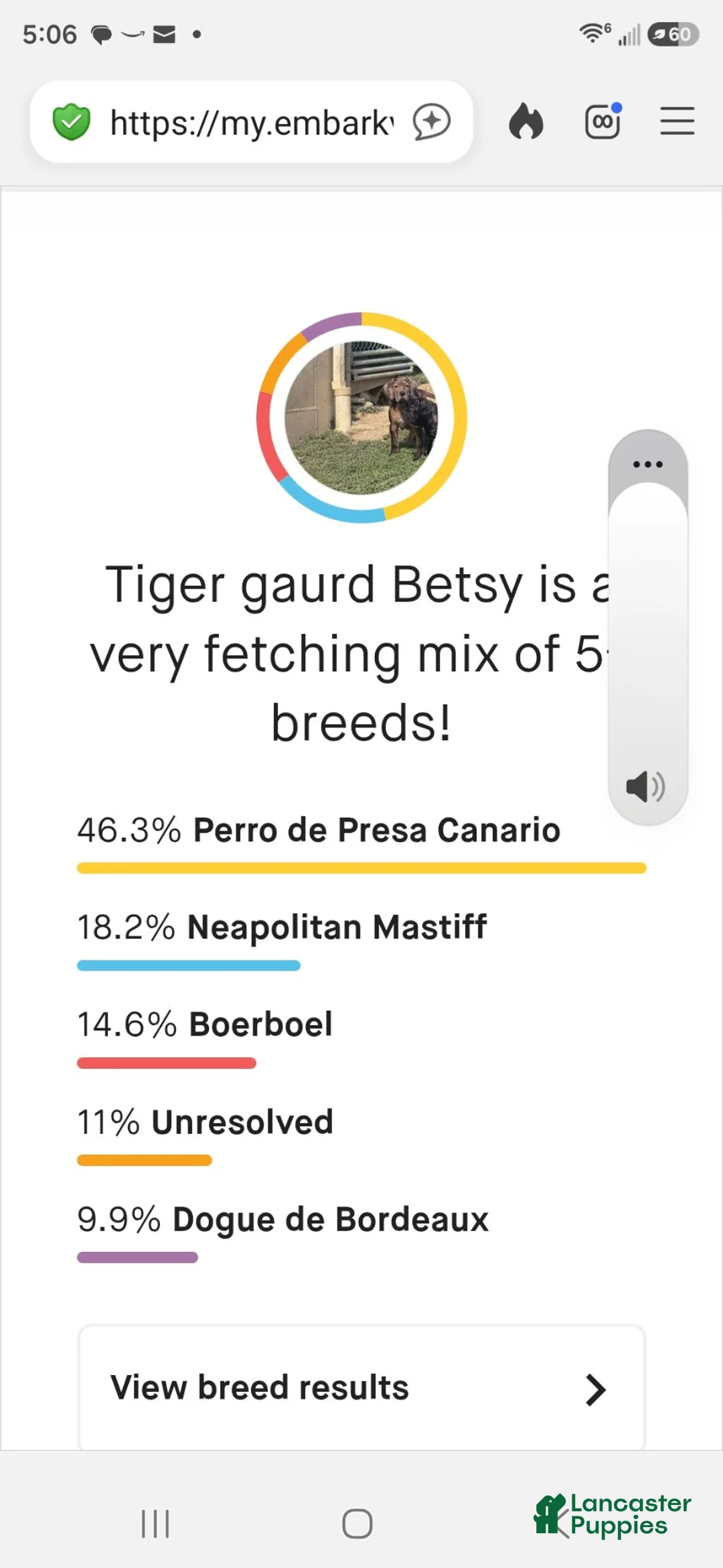 Mixed Breed dogs for sale: Betsy - Ad 3