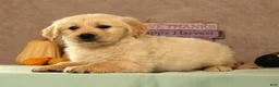 Golden Retriever dogs for sale: Shane - Ad 4