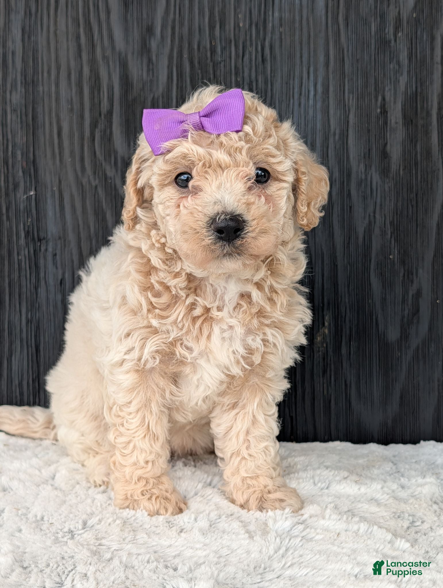 Bichpoo dogs for sale: Lyla - Ad 1