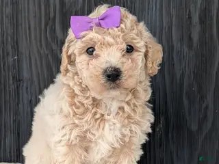 Bichpoo dogs for sale: Lyla - Ad 1