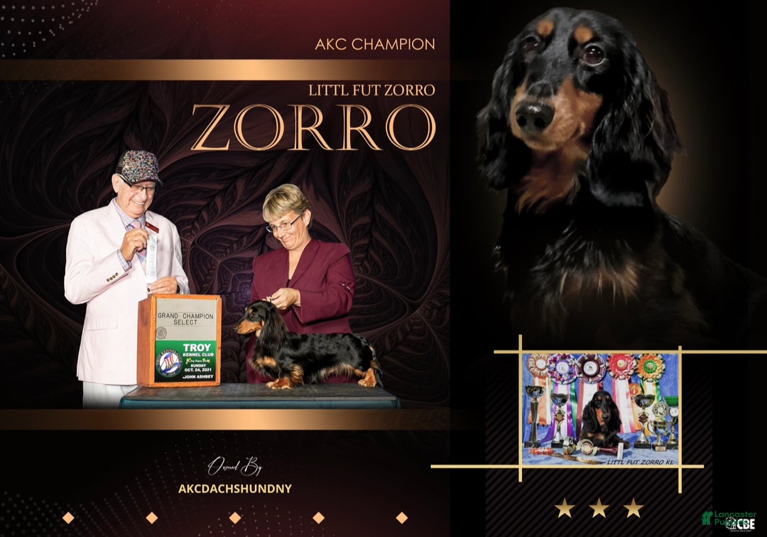 Miniature Dachshund dogs for sale: Full AKC Russian boy - Ad 12