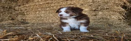 Mixed Breed dogs for sale: Balto - Ad 3