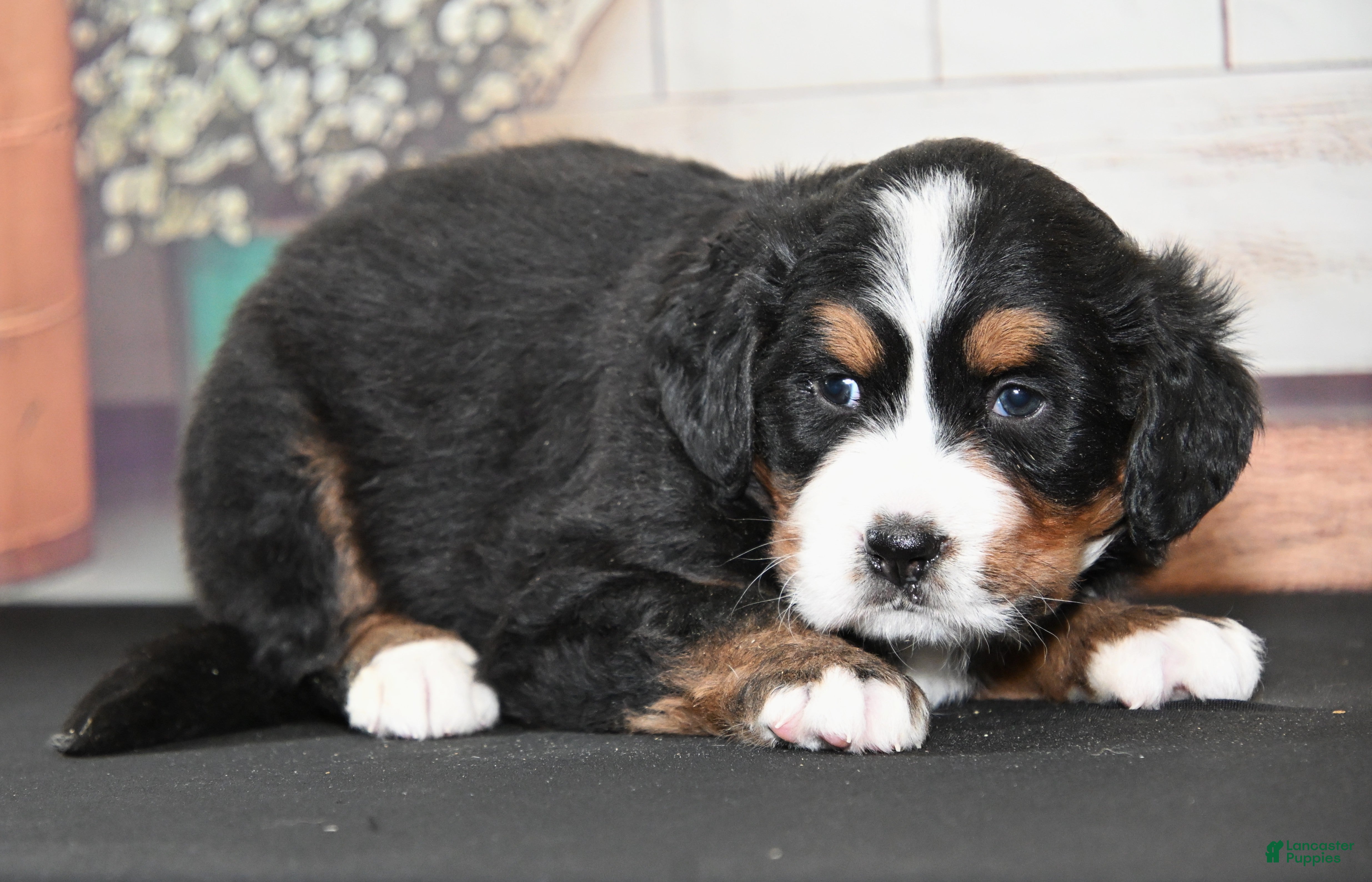 Bernese Mountain Dog dogs Gabby AKC - Ad 10