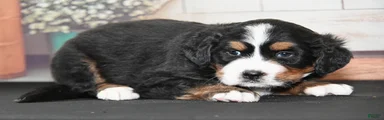 Gabby AKC