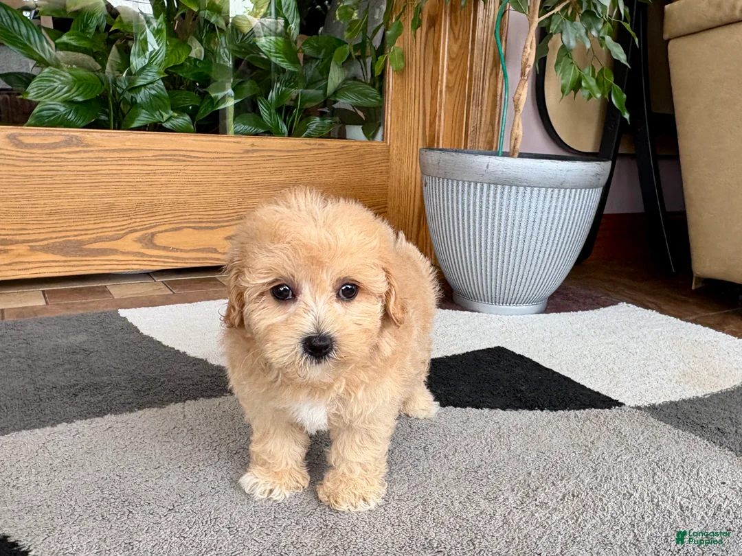 Maltipoo dogs for sale: Jordan - Ad 9