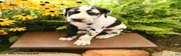 Great Dane dogs for sale: Lance - Ad 4