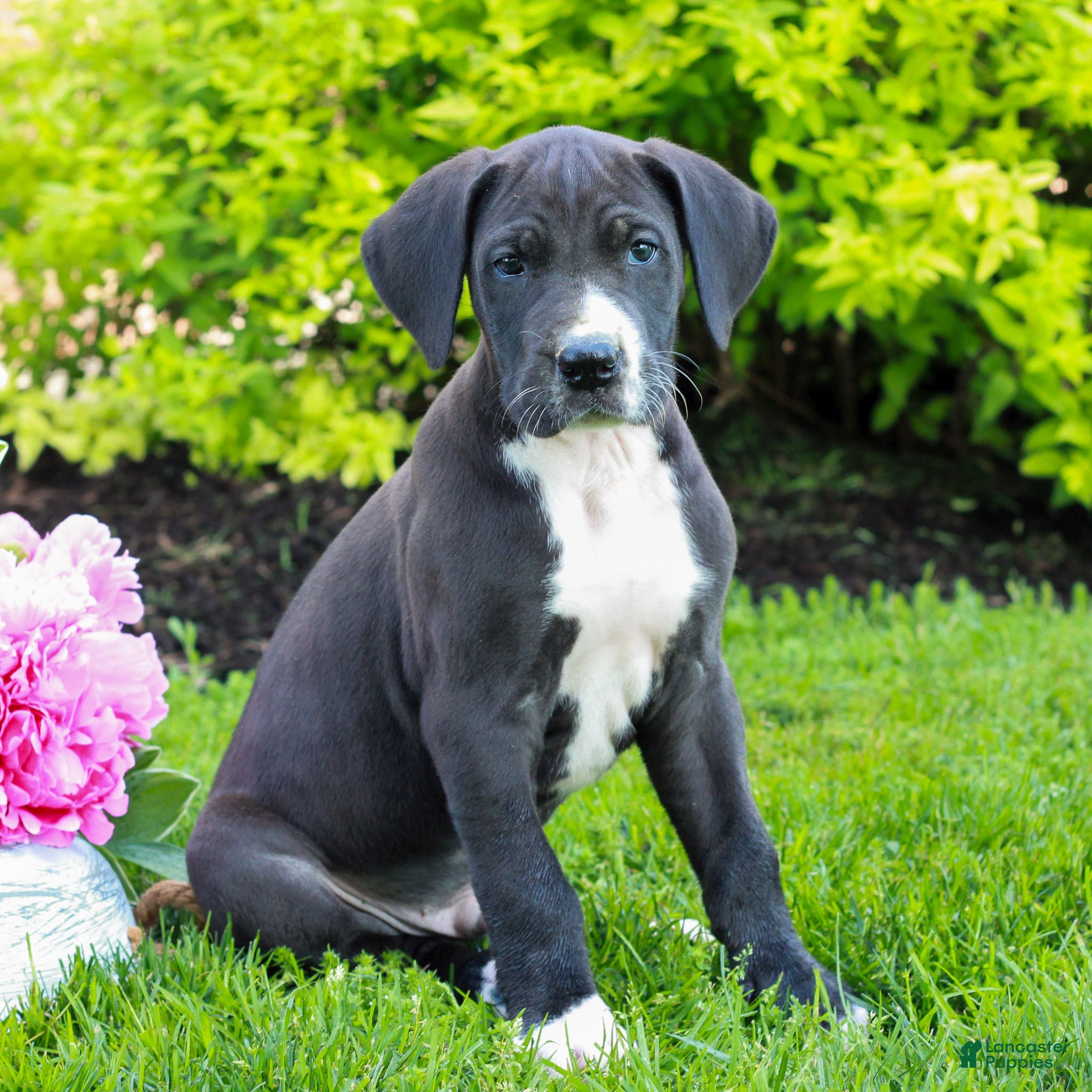 Great Dane dogs Russ  - Ad 2