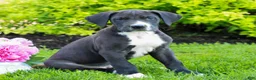 Great Dane dogs for sale: Russ  - Ad 2