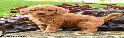 Miniature Labradoodle dogs for sale: Polly - Ad 1