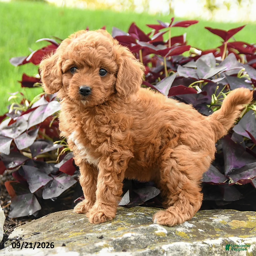 Miniature Labradoodle dogs for sale: Polly - Ad 1