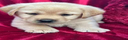 Labrador Retriever dogs for sale: Yellow Girl - Ad 4