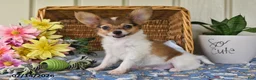 Papillon dogs for sale: Bobby - Ad 2
