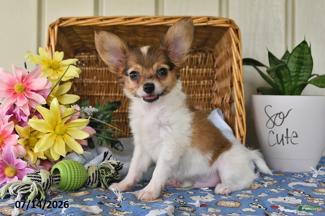 Papillon dogs for sale: Bobby - Ad 2