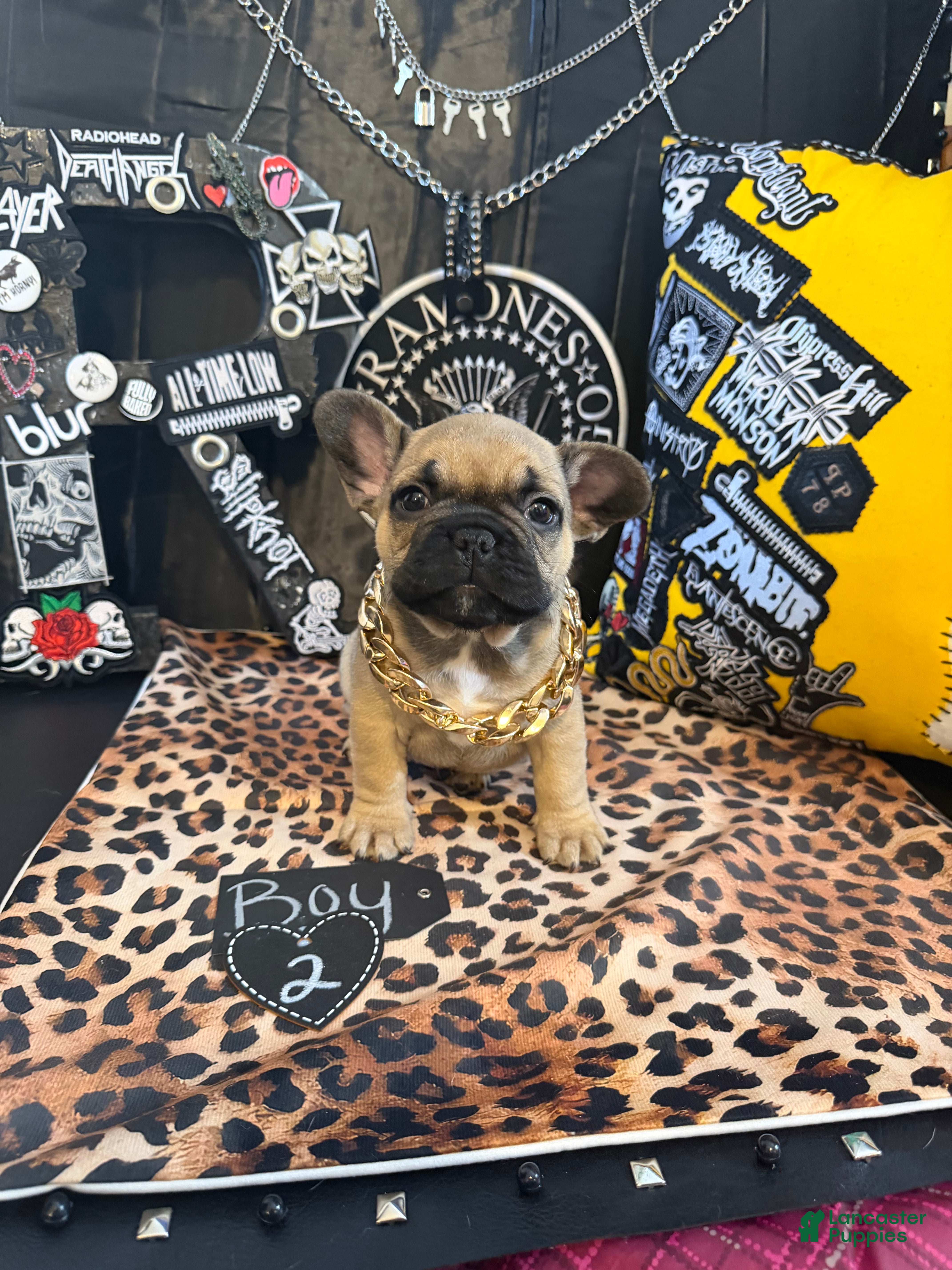 French Bulldog dogs French Bulldog 7 popa - Ad 2