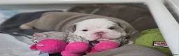 Olde English Bulldogge dogs for sale: Olde English Bulldogge 2 - Ad 3