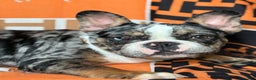 French Bulldog dogs for sale: Marcus - Ad 12