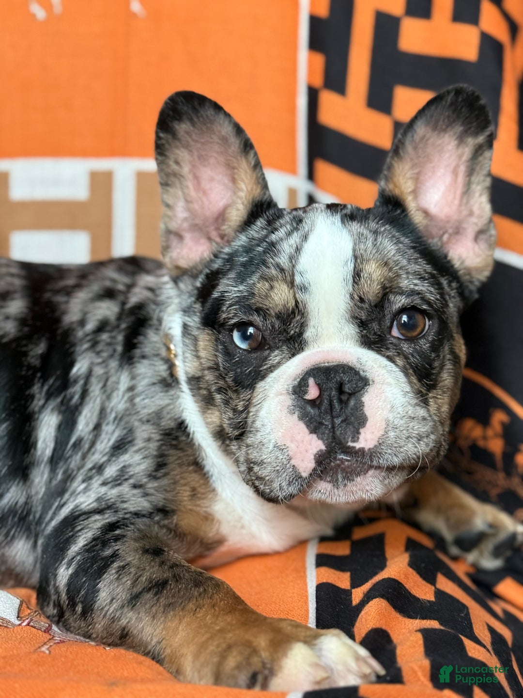 French Bulldog dogs for sale: Marcus - Ad 12