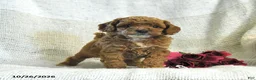 Cockapoo dogs for sale: Carter - Ad 4