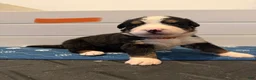 Bernese Mountain Dog dogs for sale: Orange - Ad 7