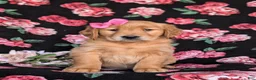 Golden Retriever dogs for sale: Lydia - Ad 1