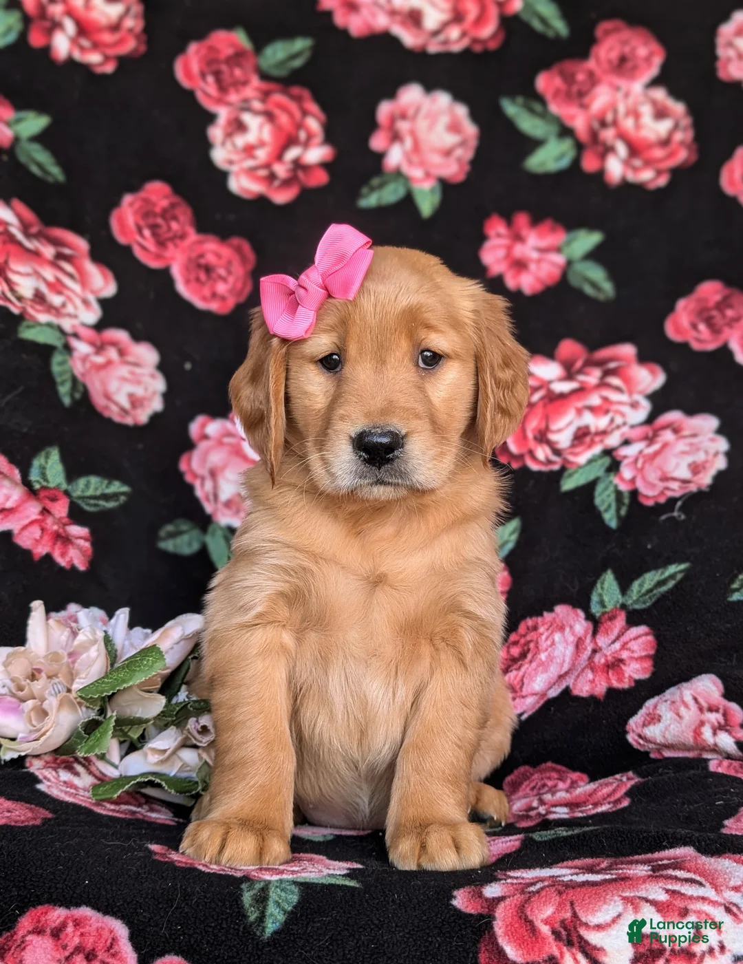 Golden Retriever dogs for sale: Lydia - Ad 1