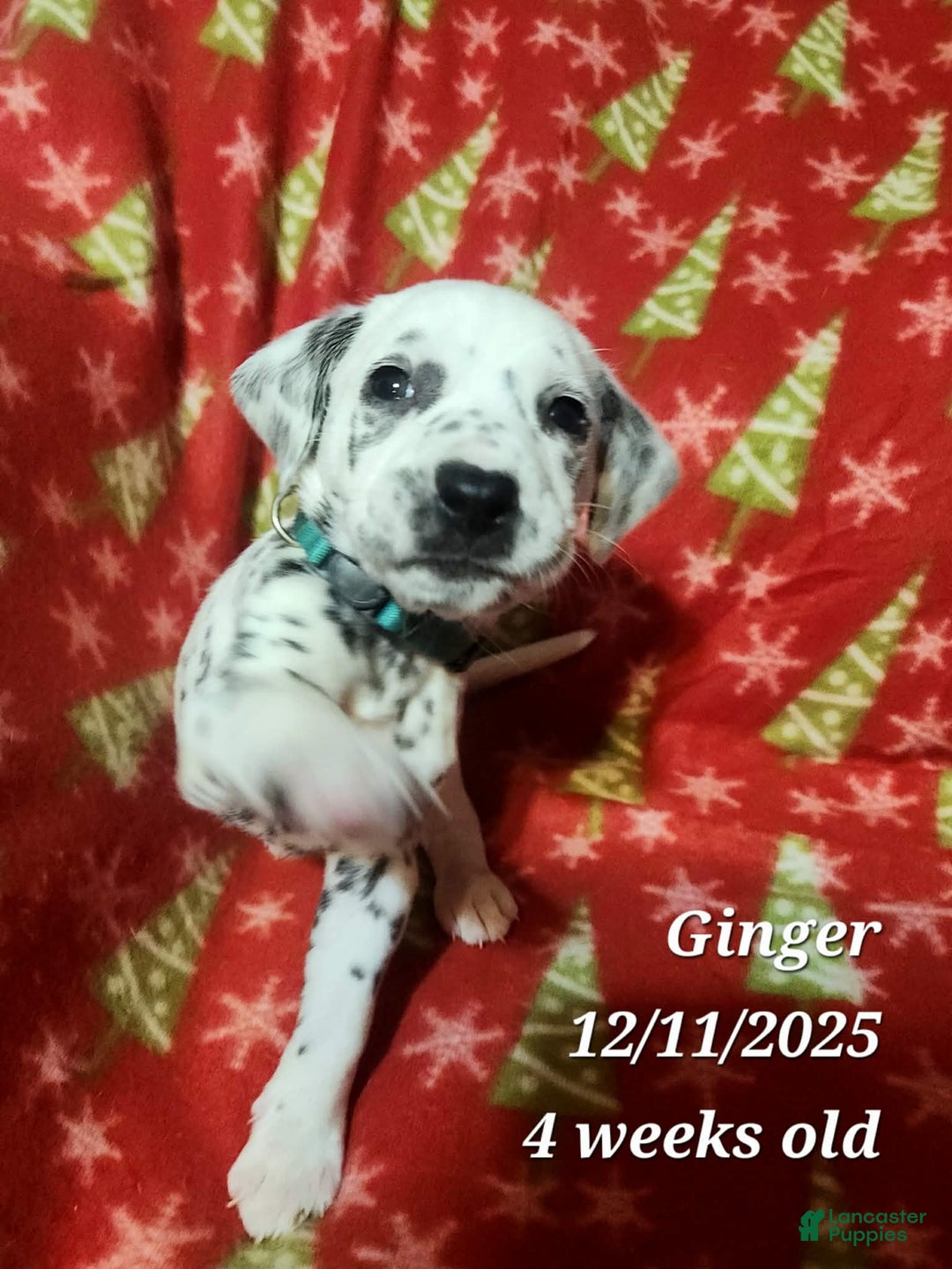 Dalmatian dogs for sale: Dalmatian Puppy 3 - Ad 1