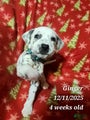 Dalmatian Puppy 3
