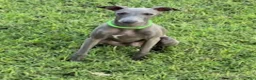 Italian Greyhound dogs for sale: Usher - Ad 12