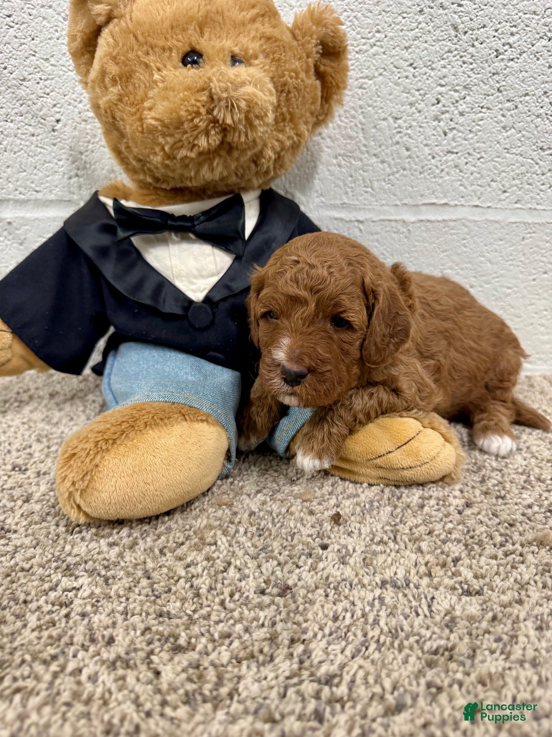 Mini Goldendoodle dogs for sale: Cooper  - Ad 4