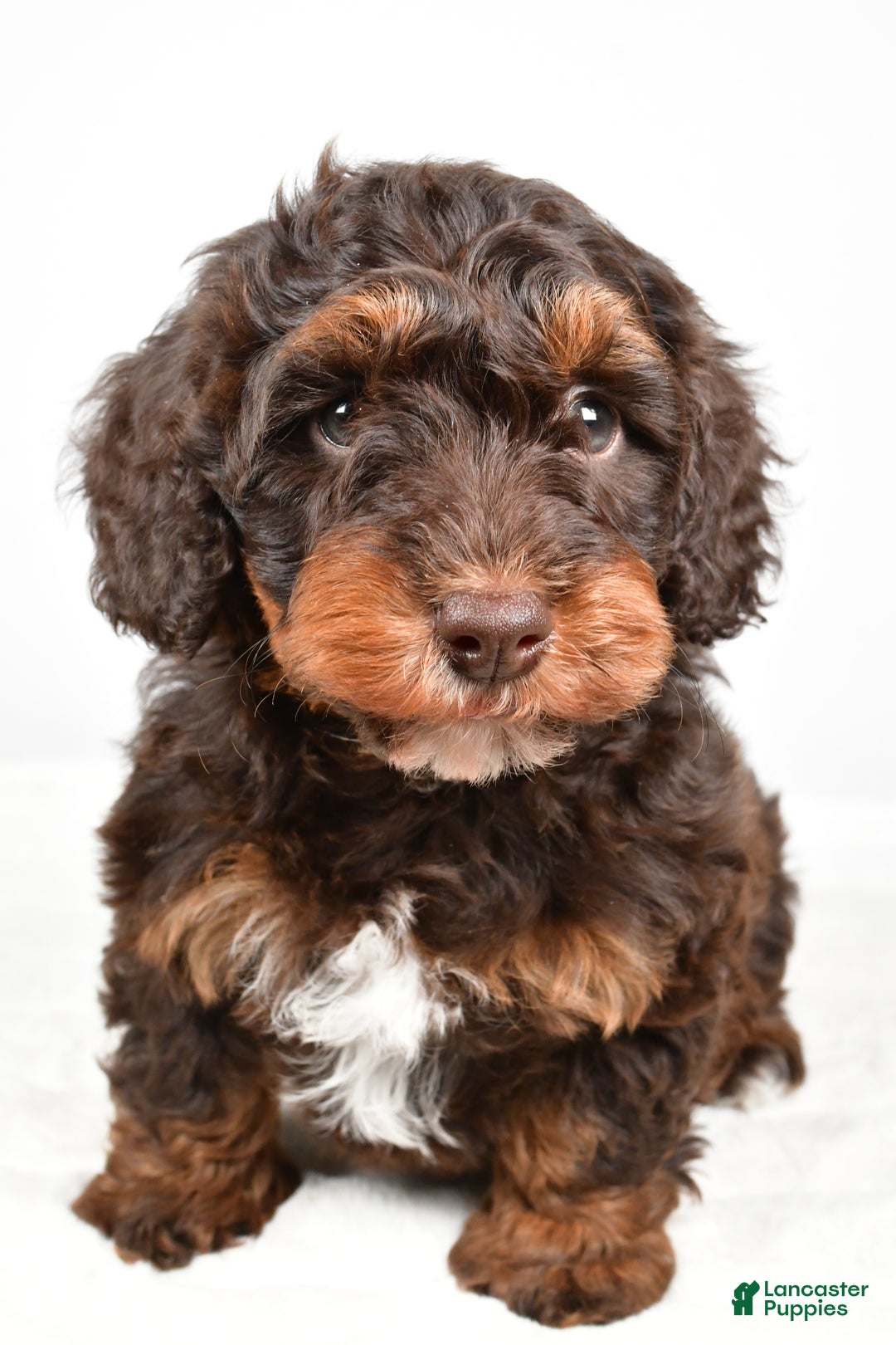 Mixed Breed dogs for sale: Star - Ad 8