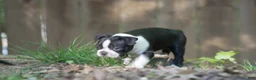 Boston Terrier dogs for sale: Blackberry - Ad 4