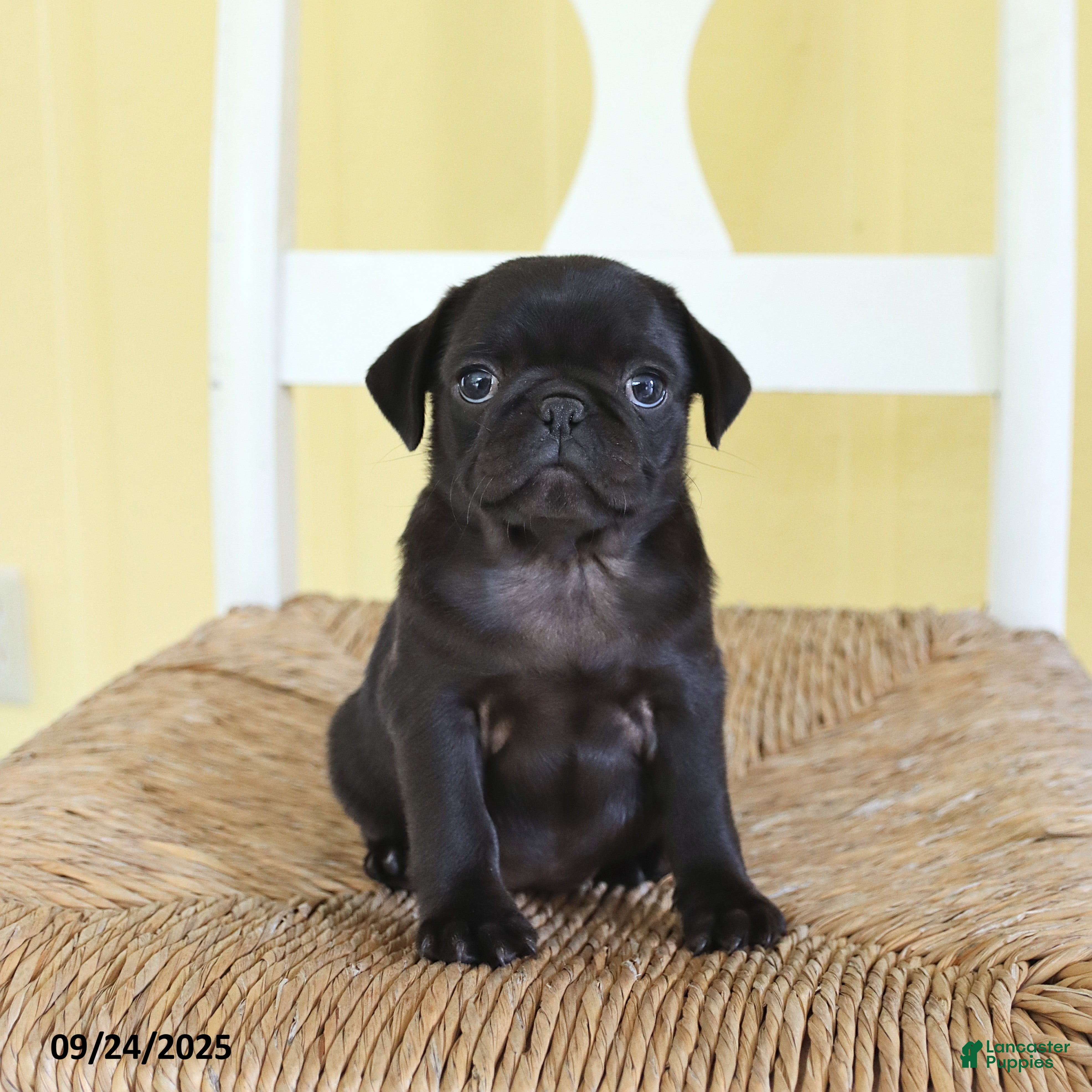 Pug dogs Daffodil - Ad 28