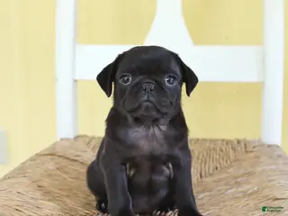 Pug dogs Daffodil - Ad 33