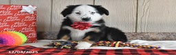 Australian Shepherd dogs for sale: Snowflake - Ad 2
