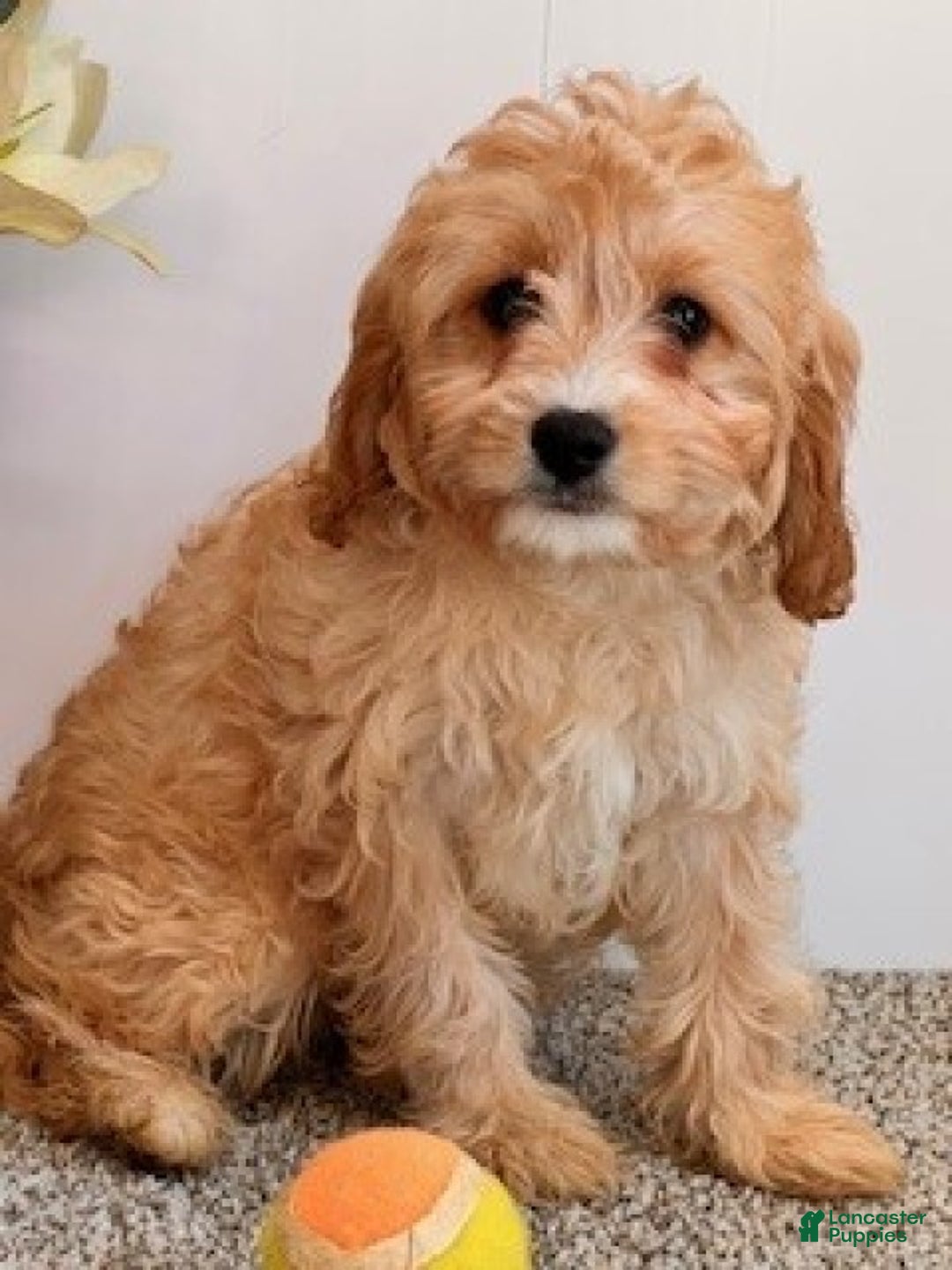 Cavapoo dogs for sale: Amos - Ad 3