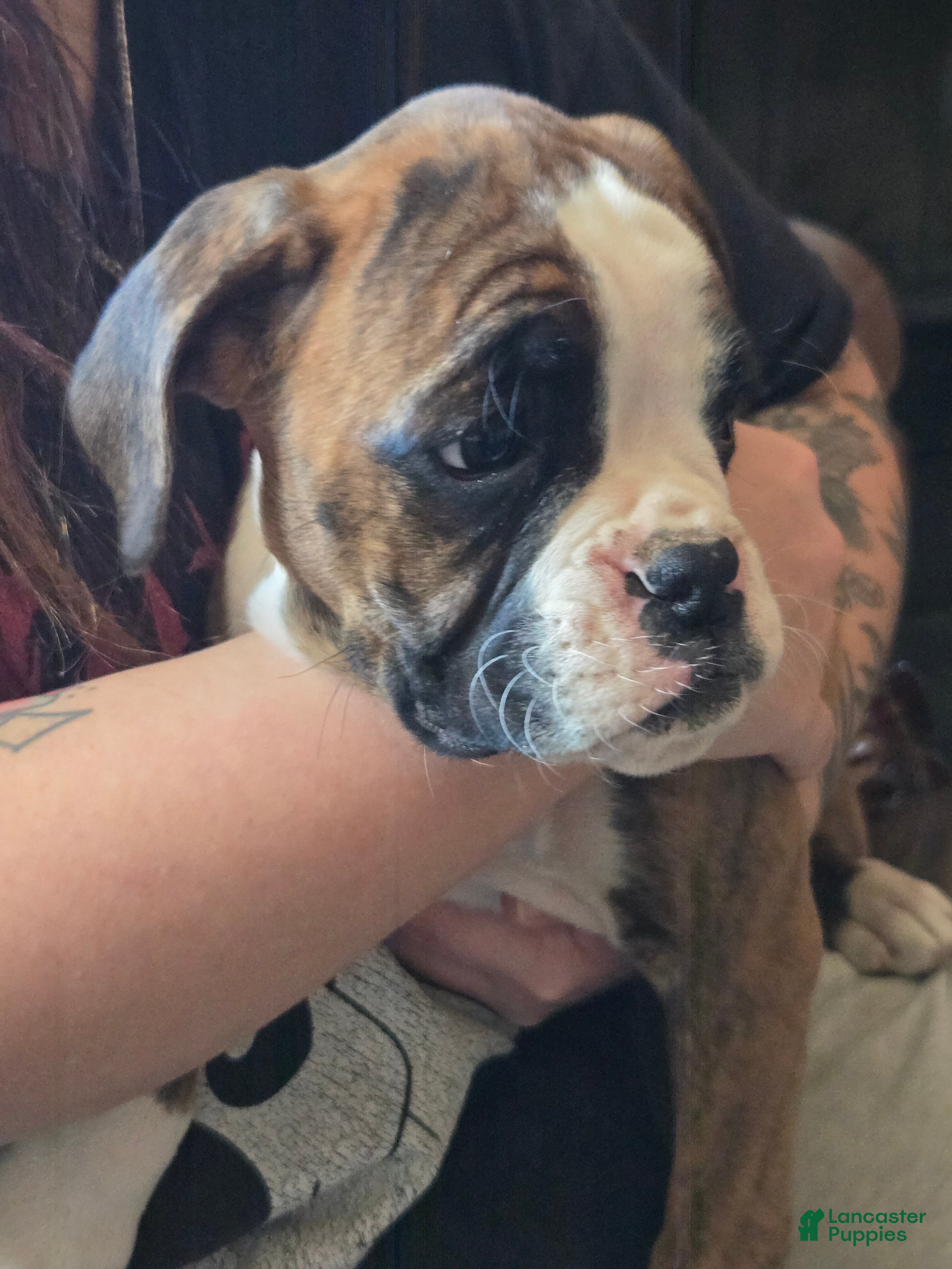 Boxer dogs Diamond  - Ad 2