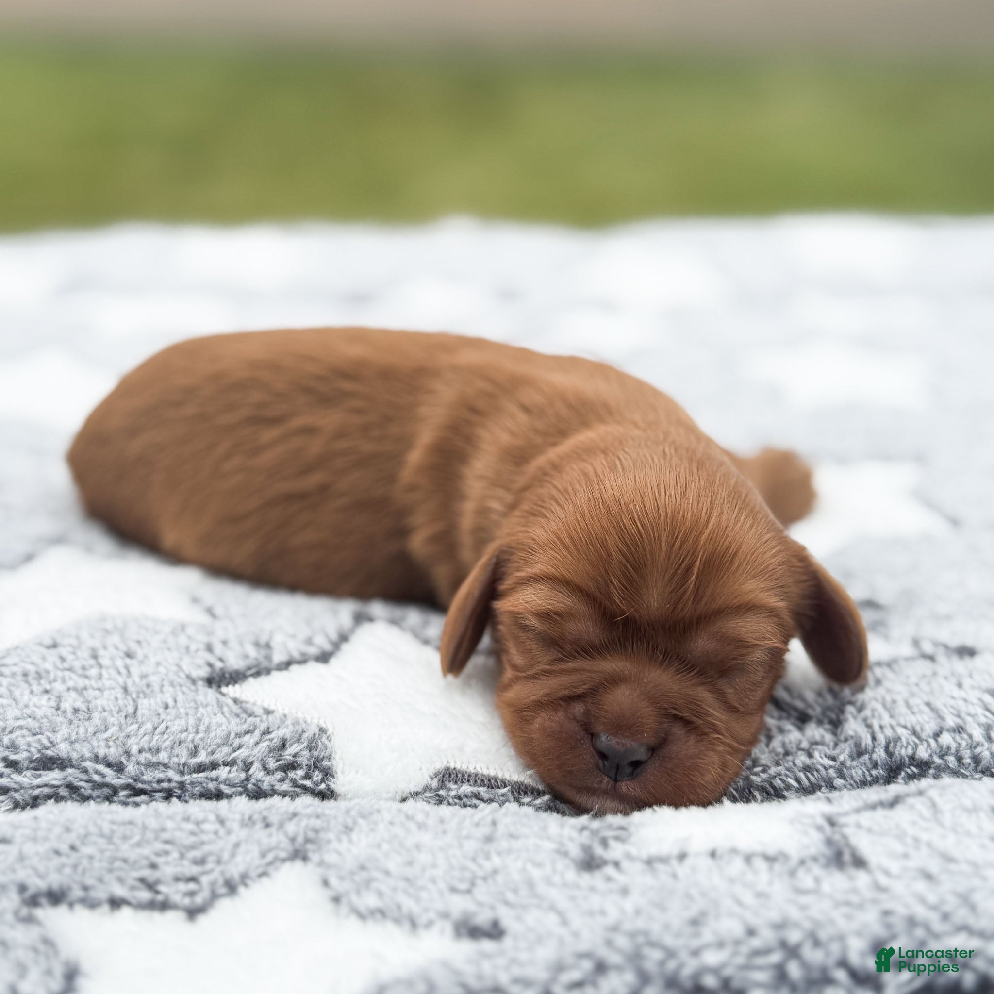Cavalier King Charles Spaniel dogs Ford Cavalier King Charles Spaniel  - Ad 2