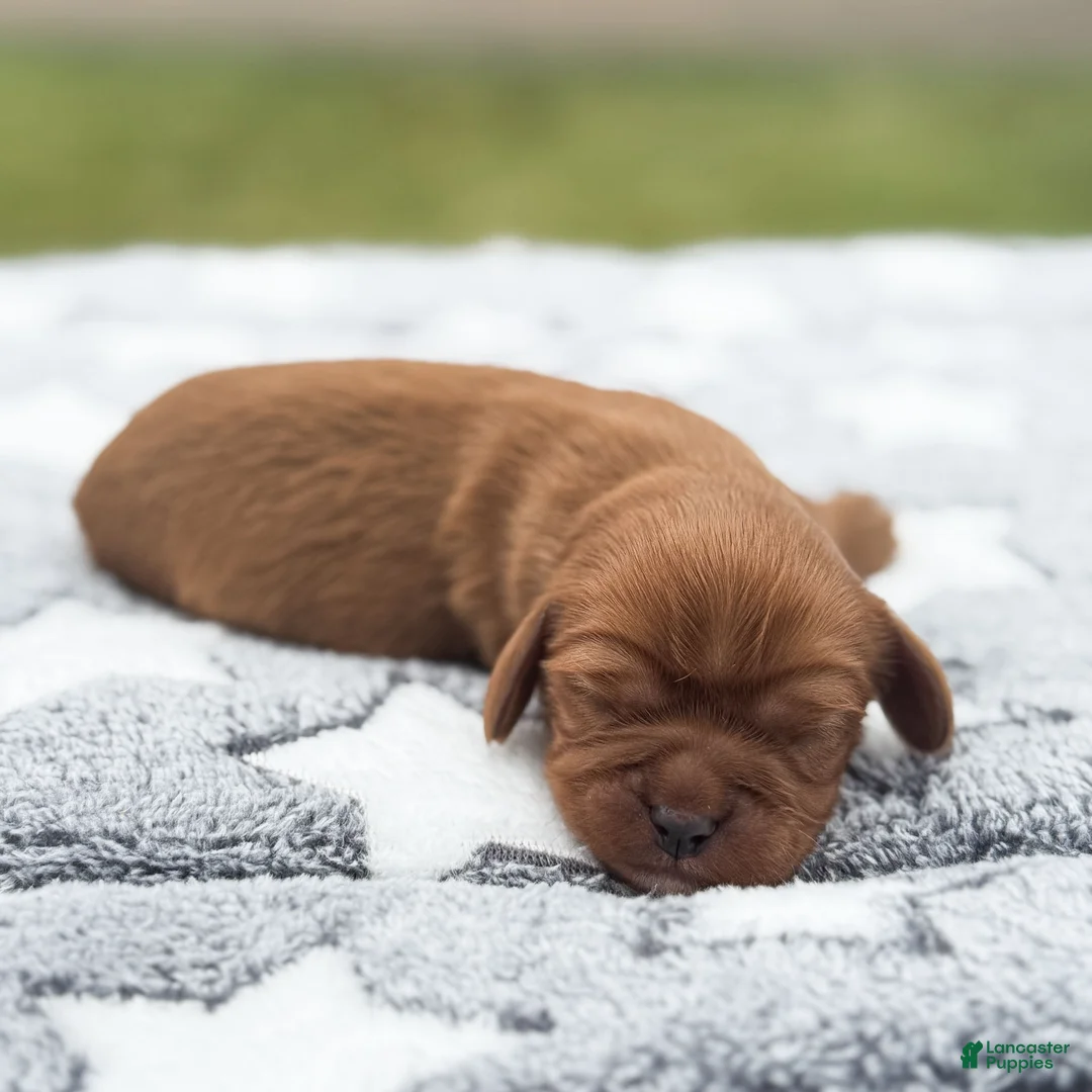 Cavalier King Charles Spaniel dogs for sale: Ford Cavalier King Charles Spaniel  - Ad 2