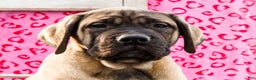 English Mastiff dogs for sale: Zeke - Ad 2