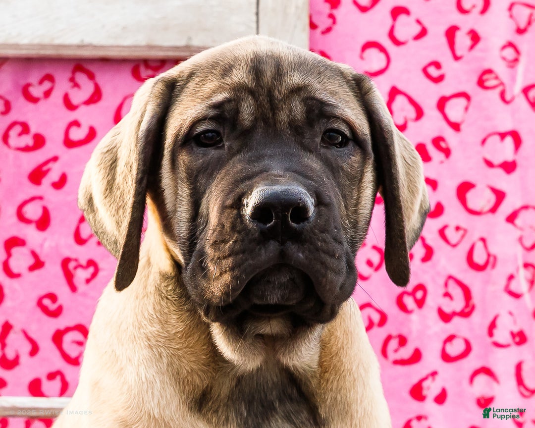 English Mastiff dogs for sale: Zeke - Ad 2