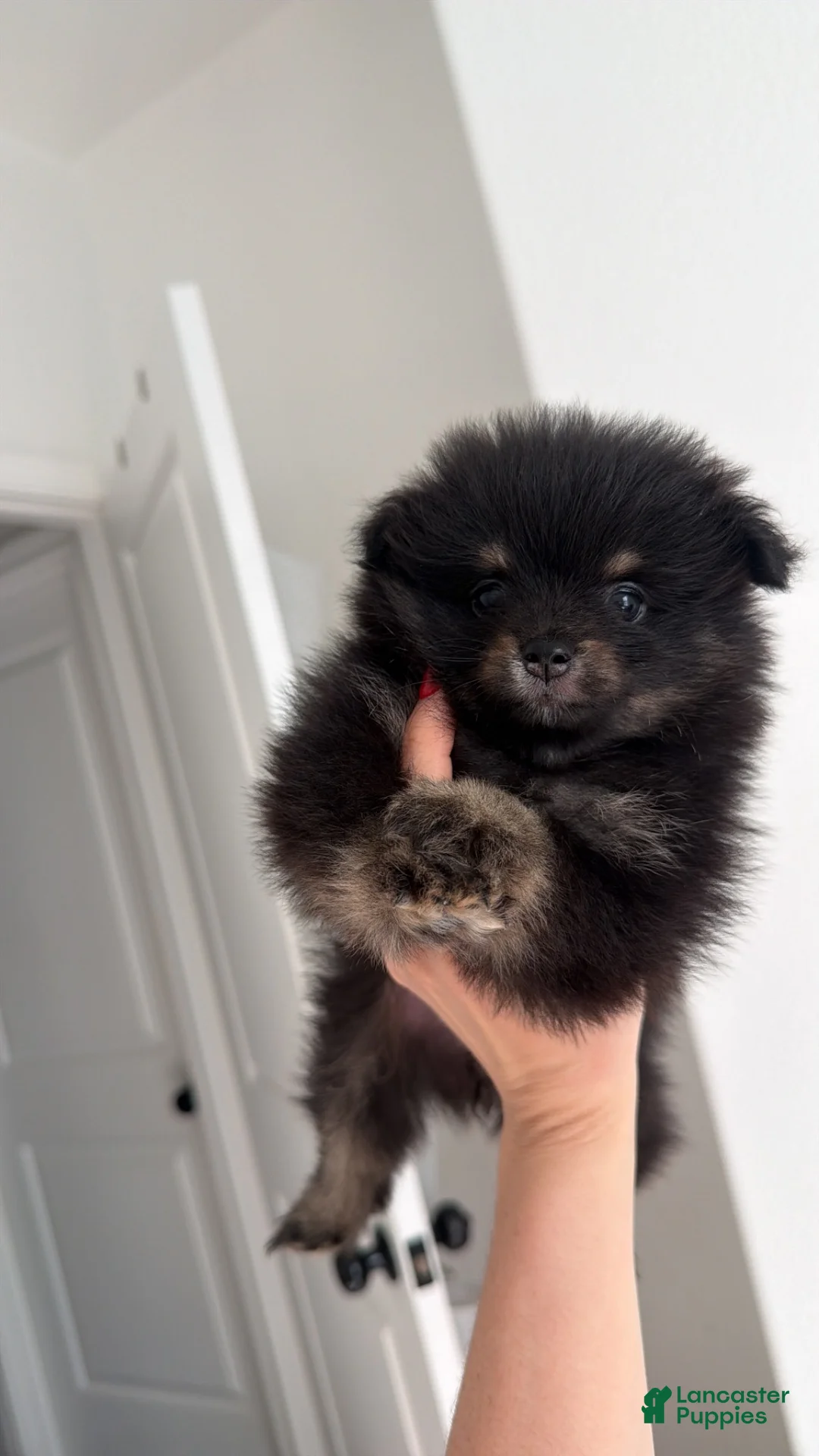 Pomeranian dogs for sale: Pomeranian 2 - Ad 2