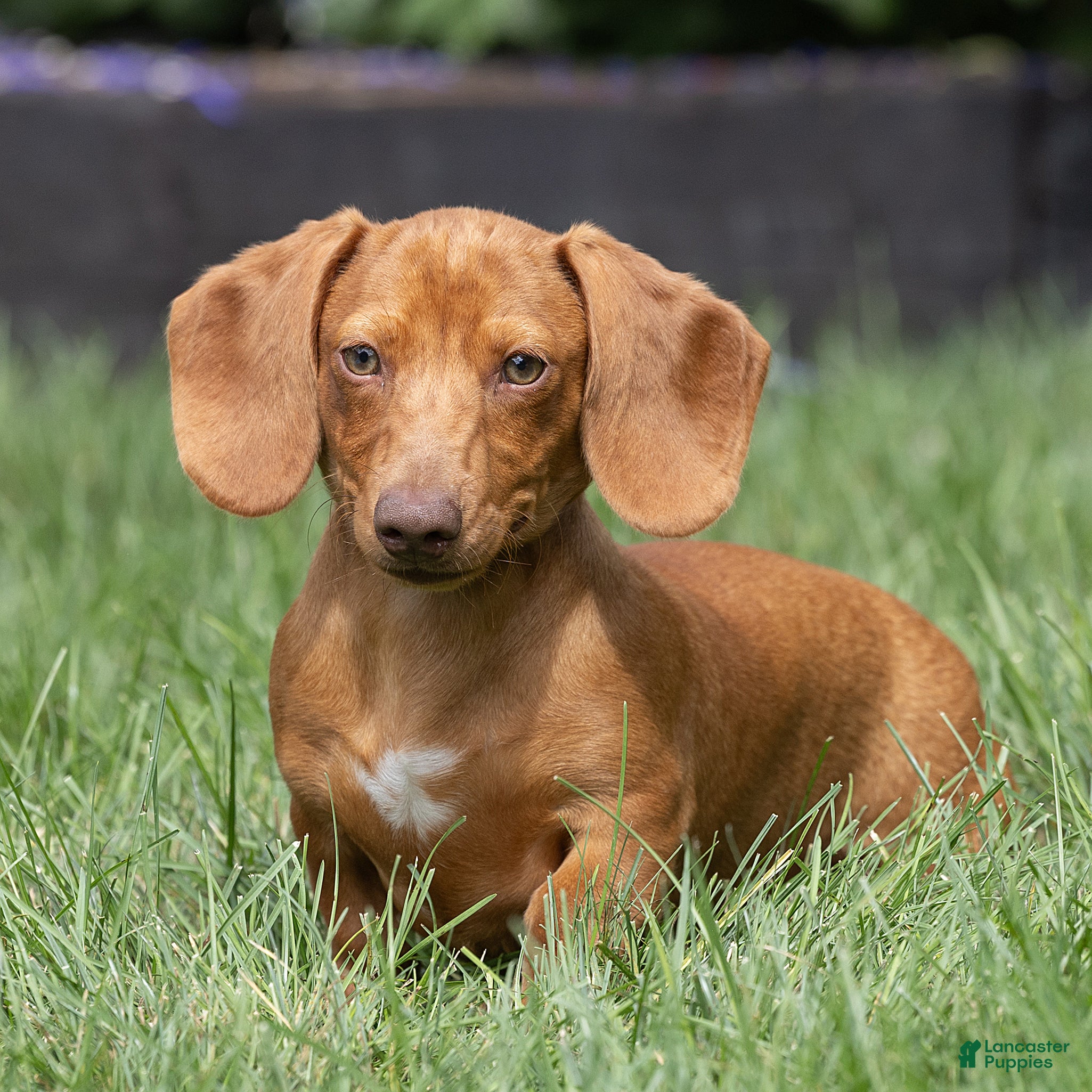 Miniature Dachshund dogs Mylan Miniature Dachshund  - Ad 2